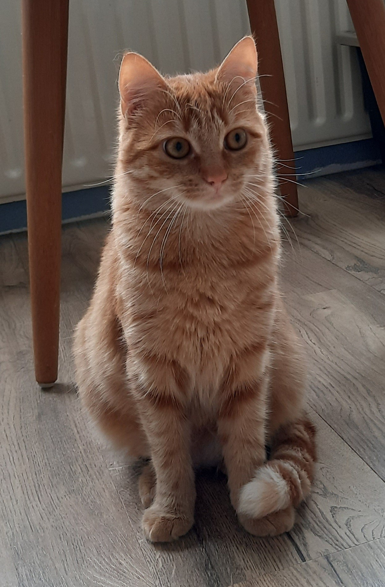 Kitty Mollie (1)
