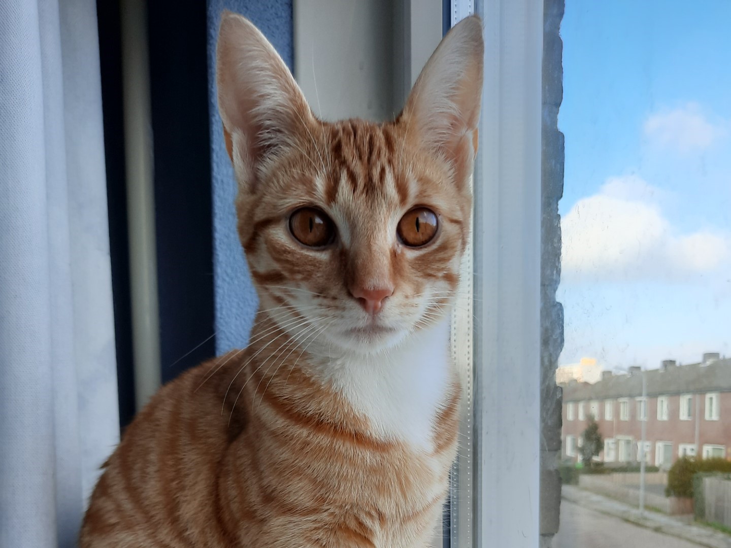 Kitty Mollie (3)