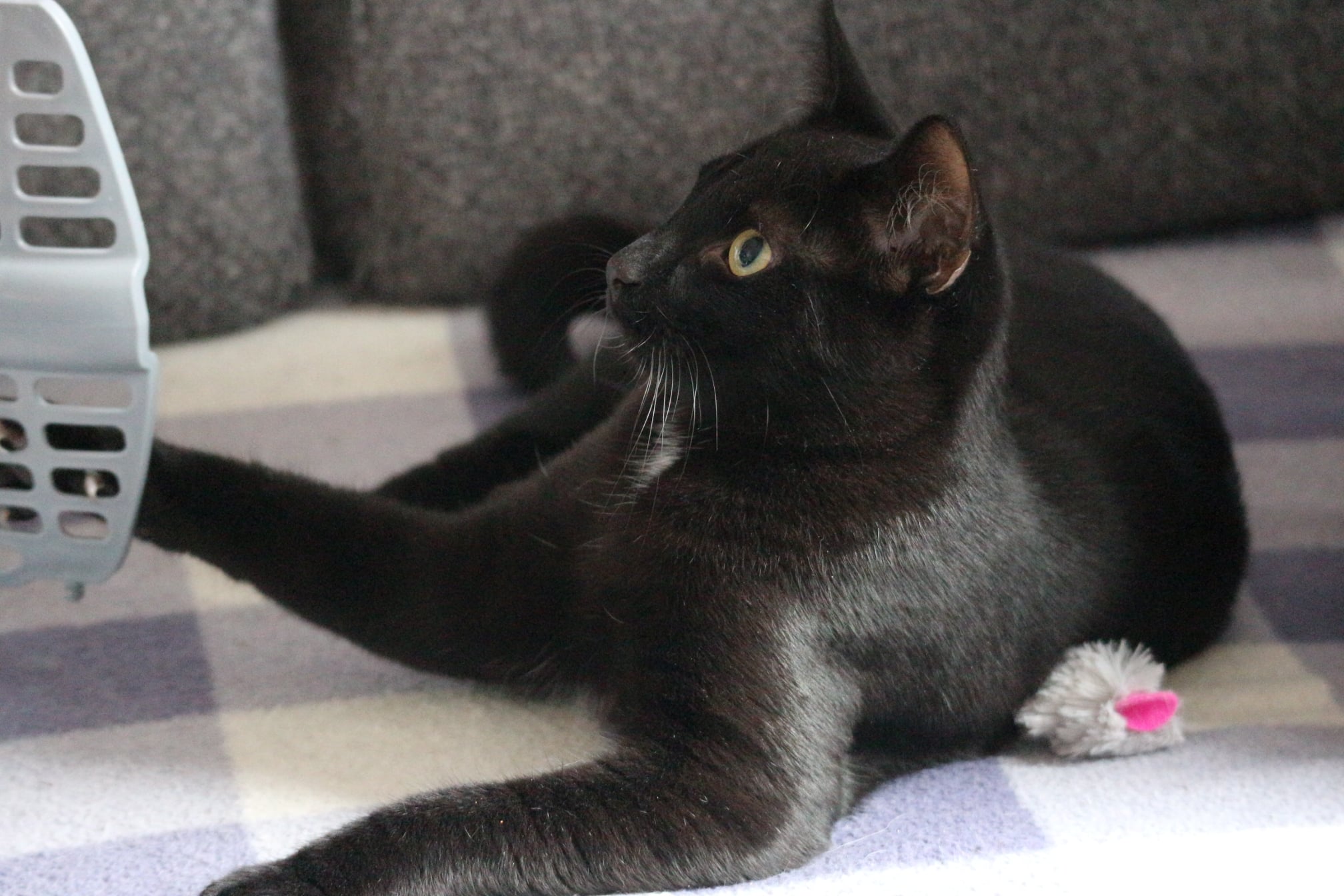 Kees Floortje (3)