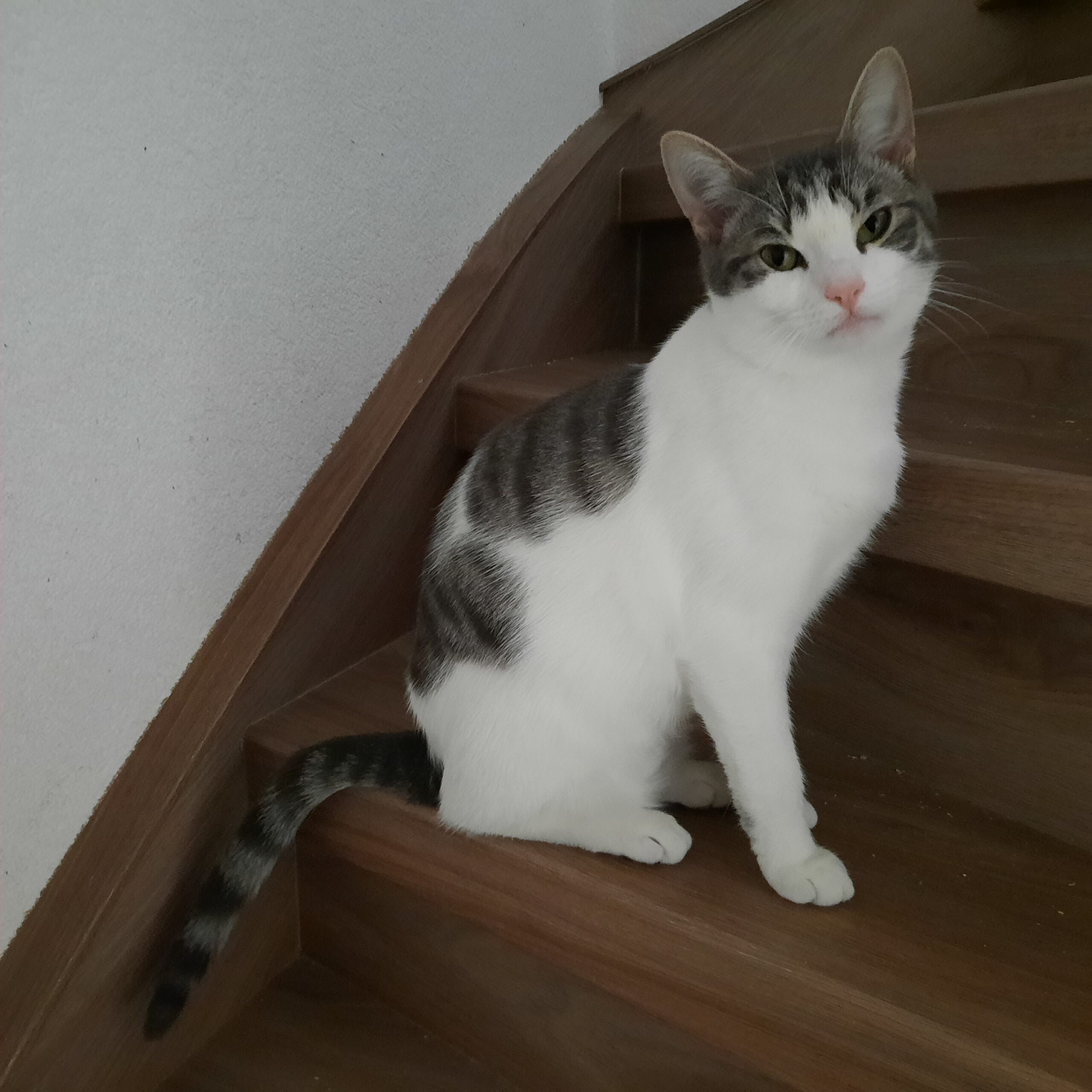 Ollie Coco (1)