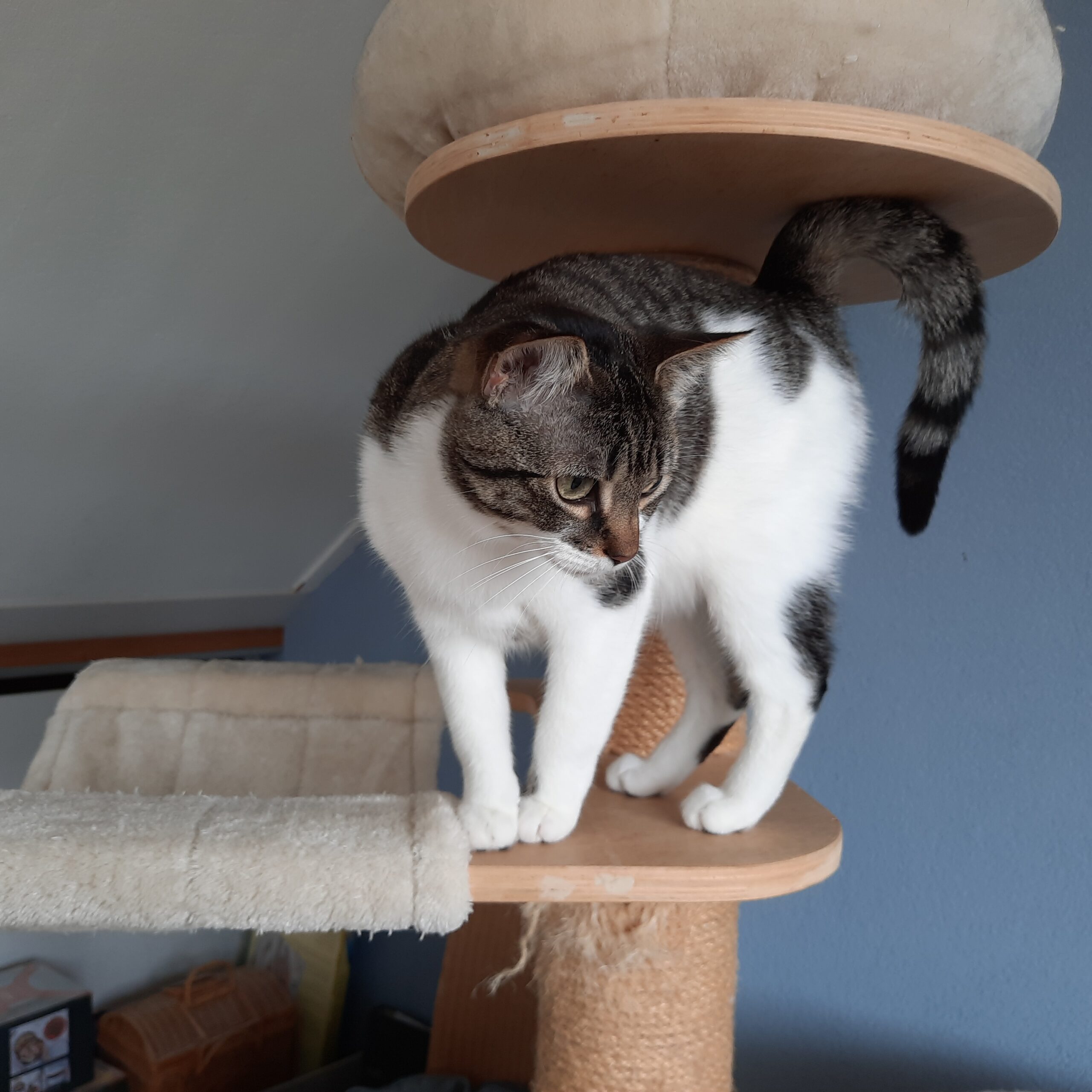 Ollie Coco (2)