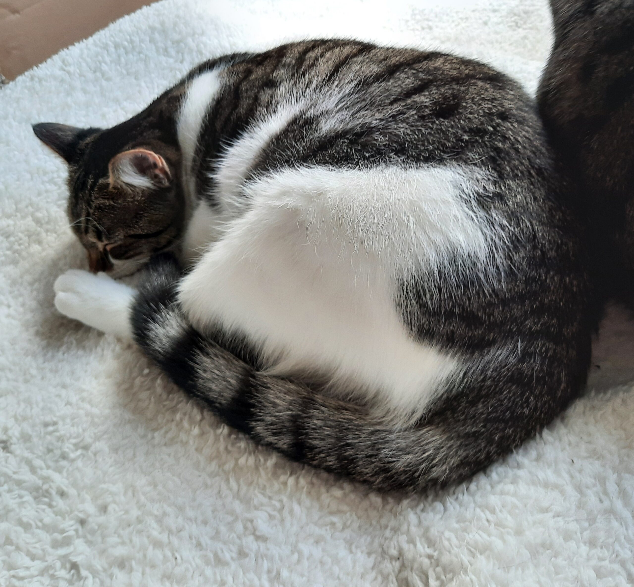 Ollie Coco (3)