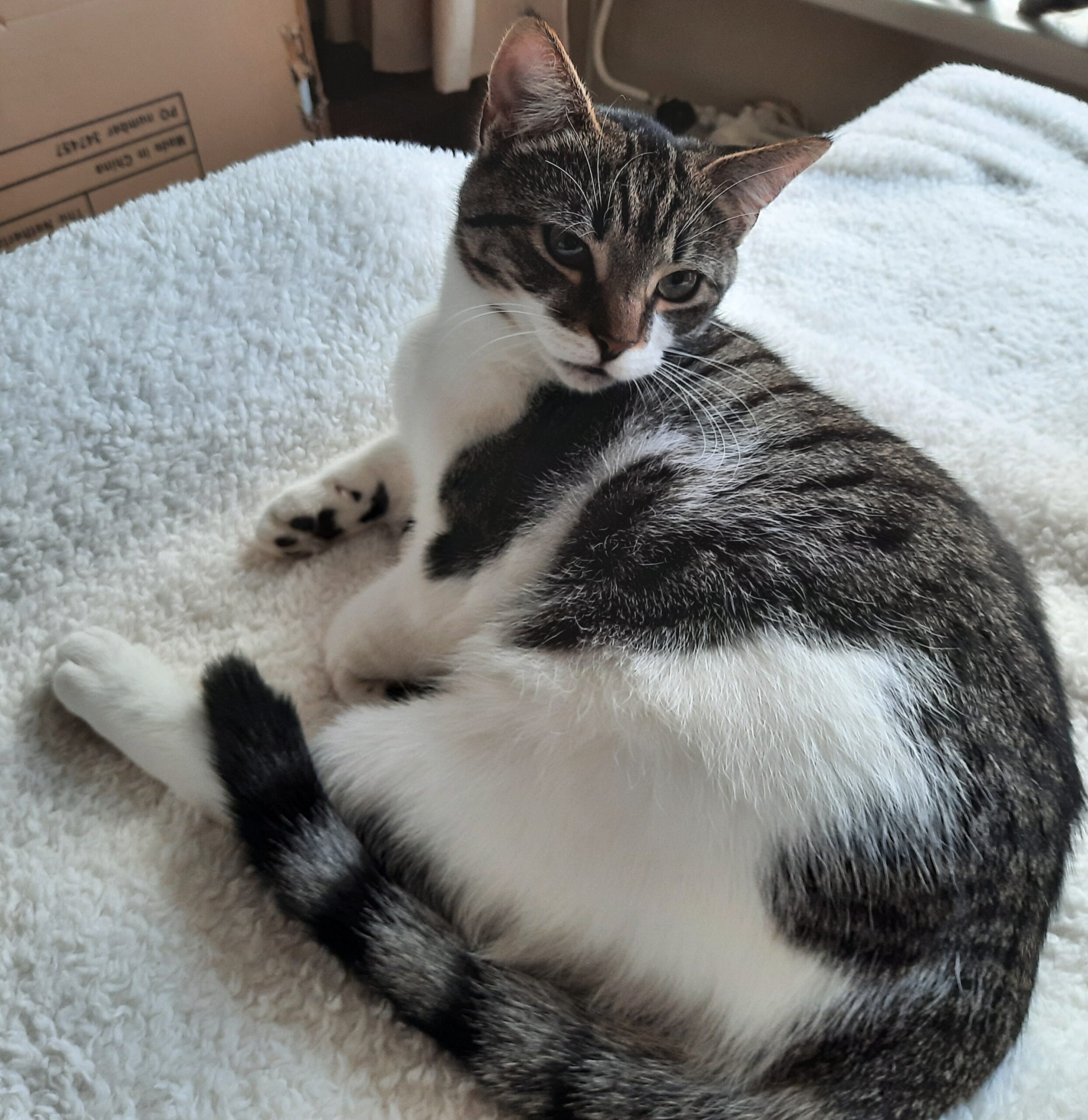 Ollie Coco (4)