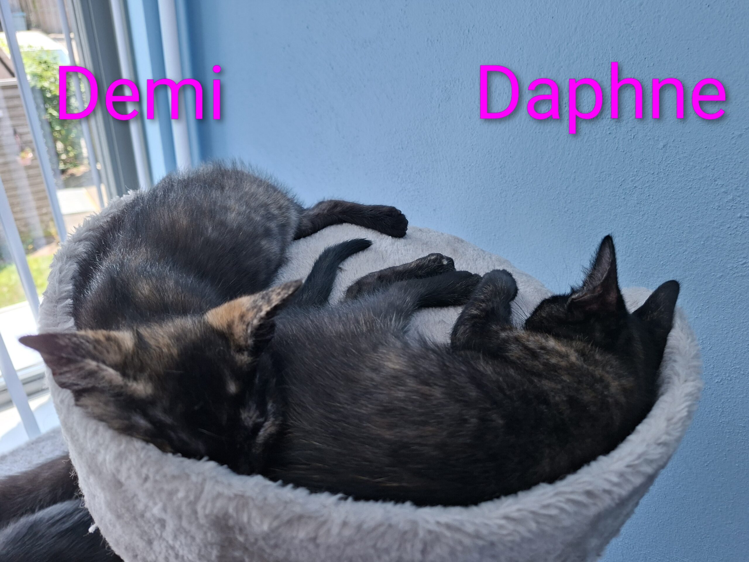 Doeke Daantje Dibbes Demi Daphne (11)