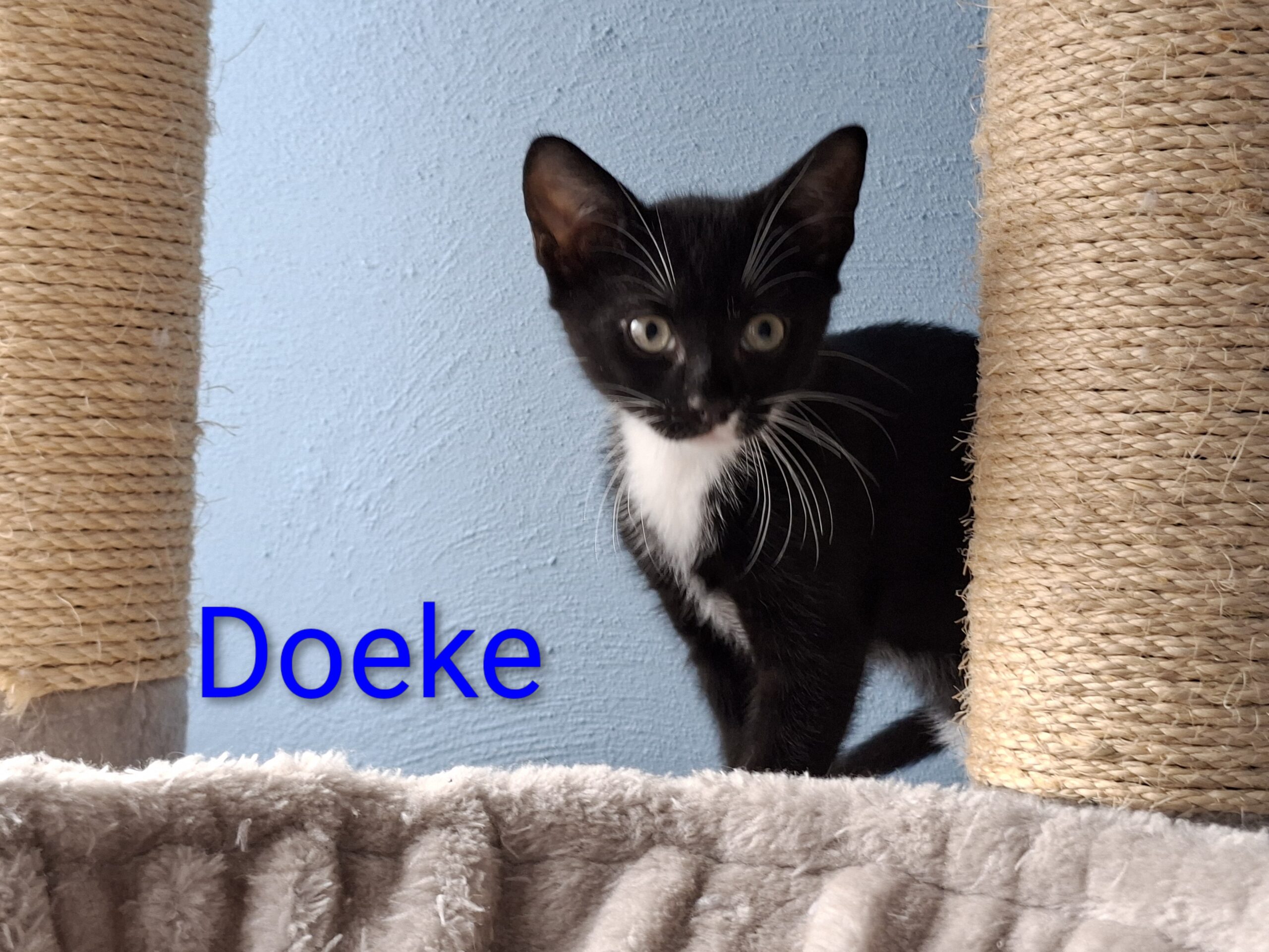 Doeke Daantje Dibbes Demi Daphne (8)