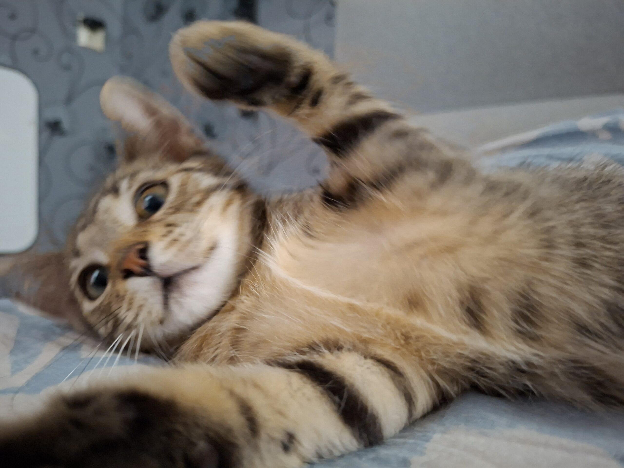 Babs Bamse (4)