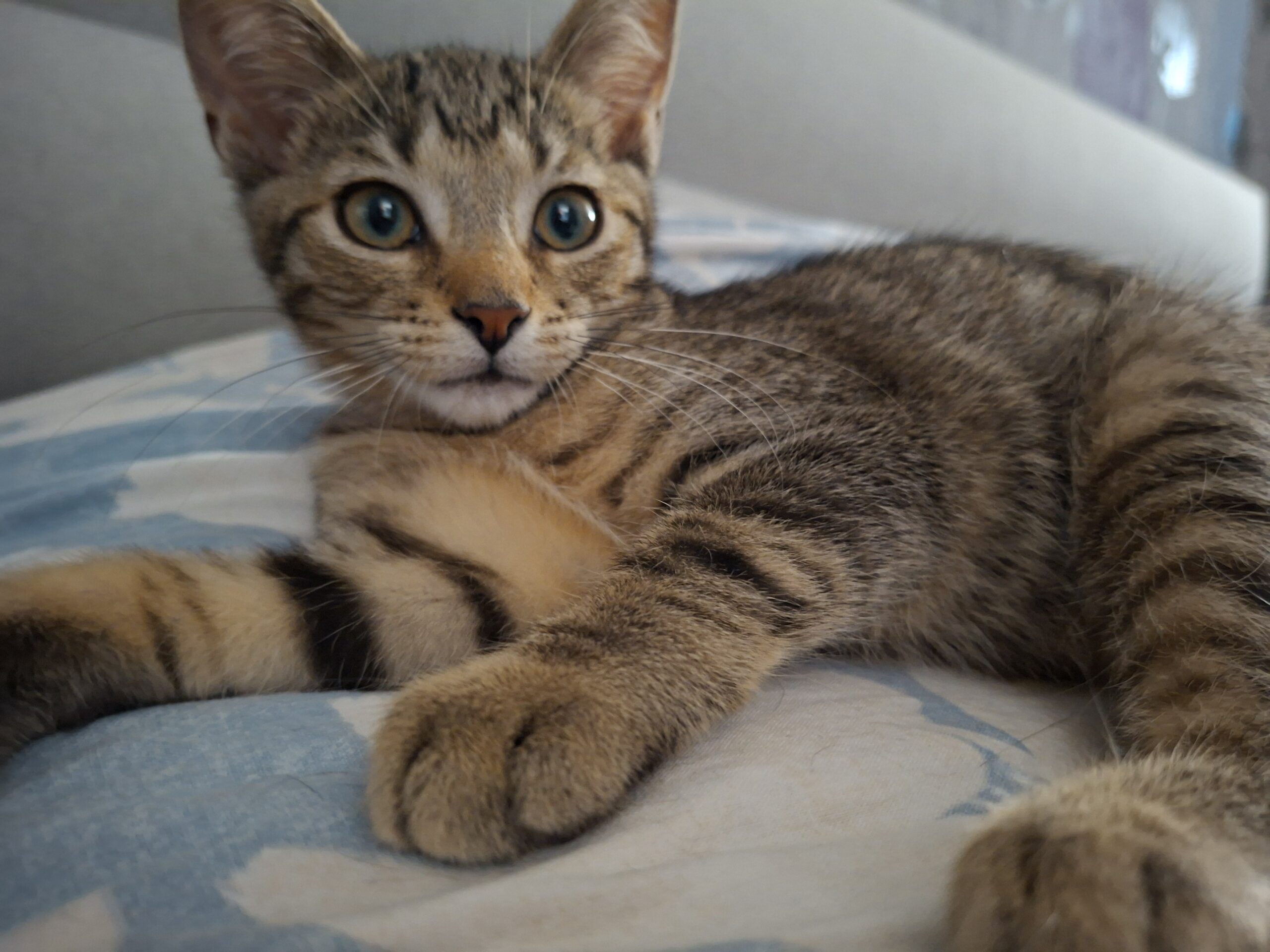 Babs Bamse (5)
